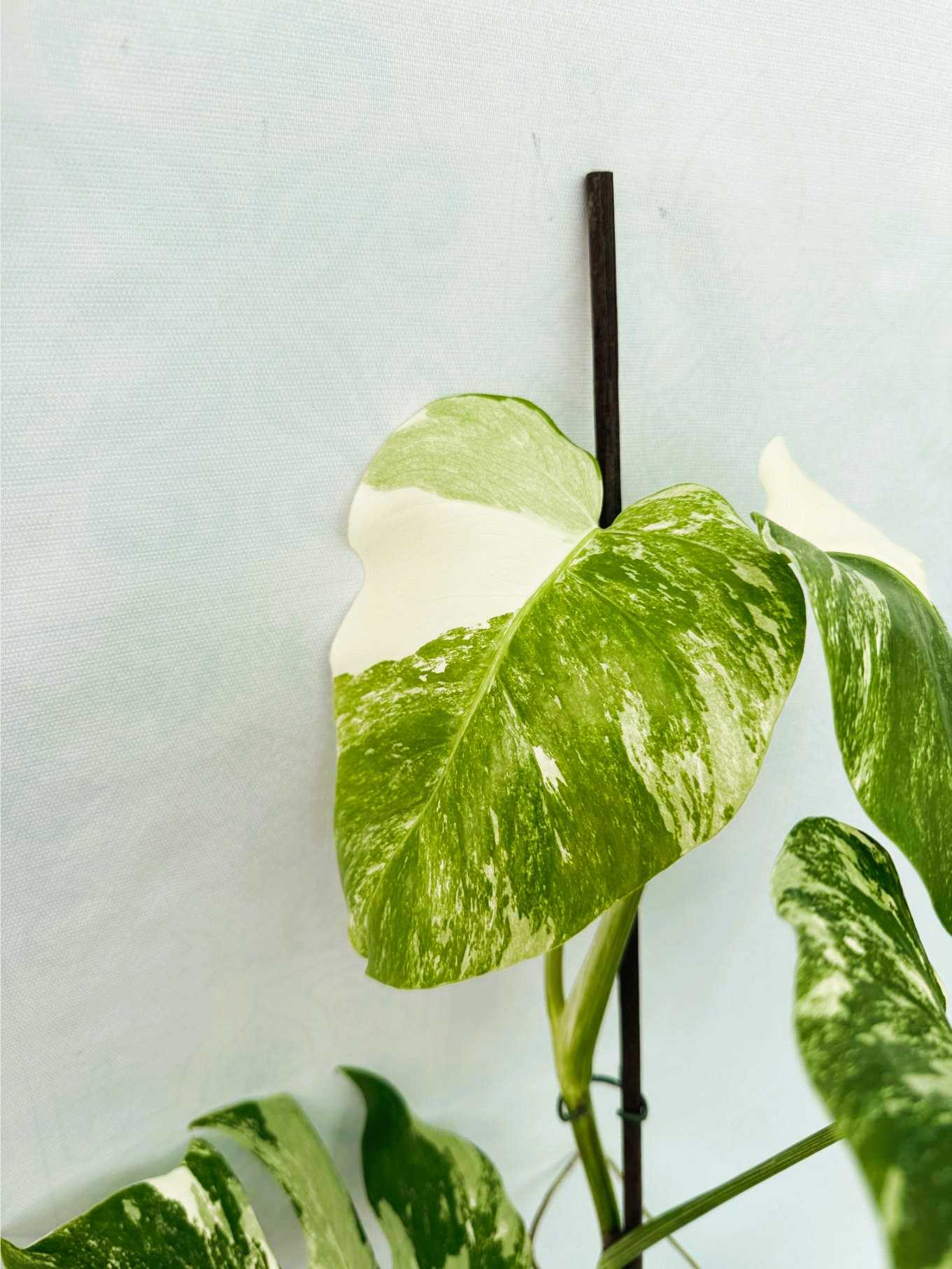 Monstera_Albo_Variegato25_10_7_10