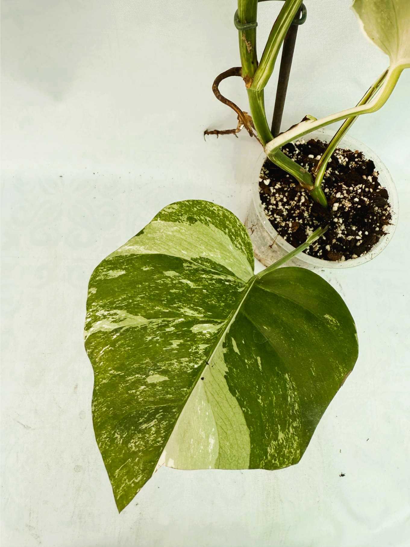 Monstera_Albo_Variegato25_10_7_10