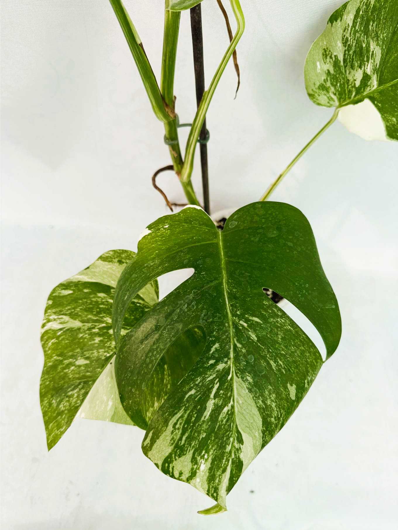 Monstera_Albo_Variegato25_10_7_10