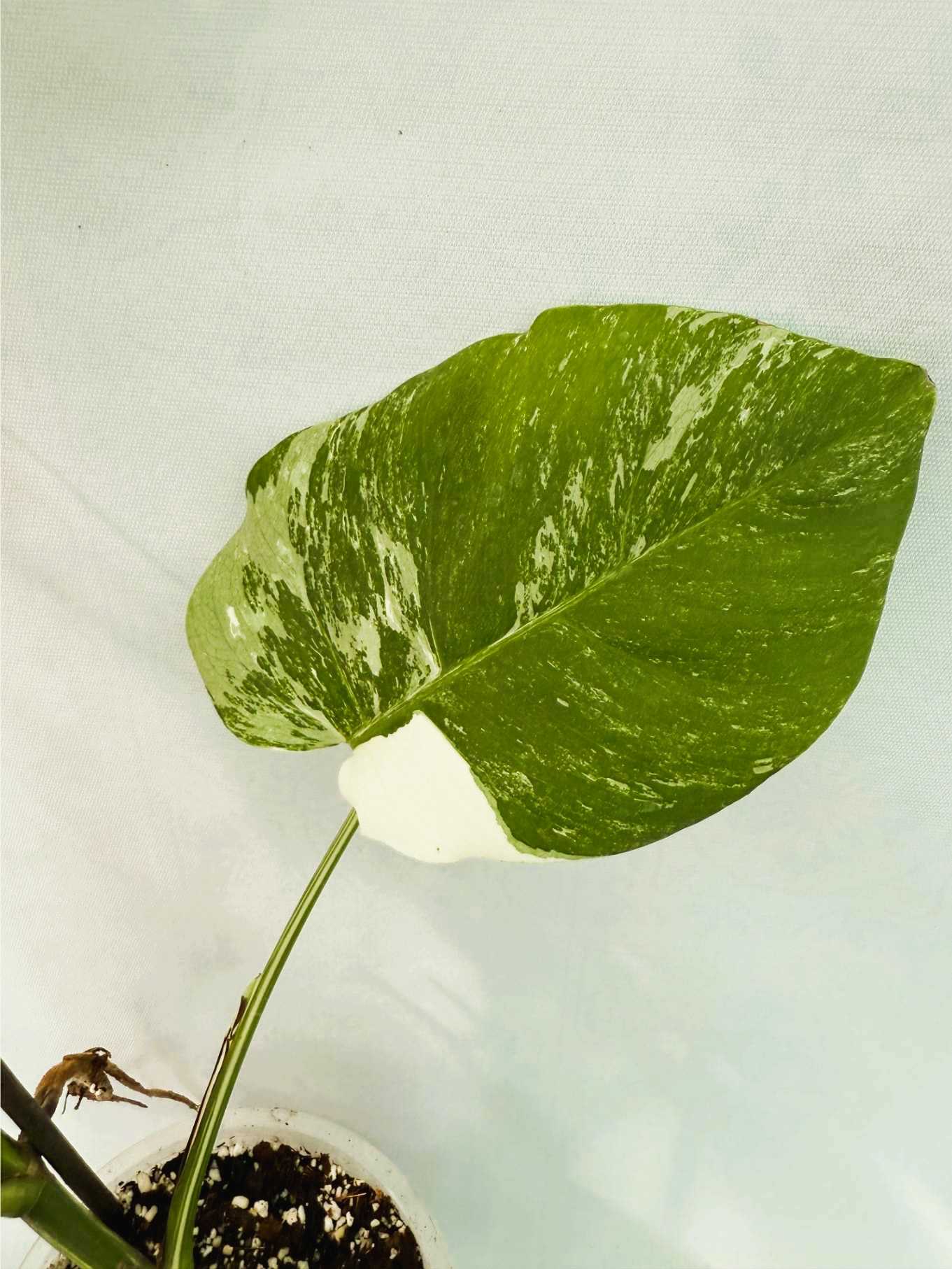 Monstera_Albo_Variegato25_10_7_10