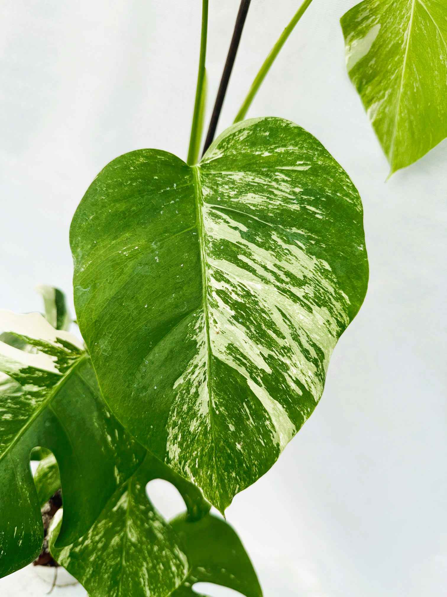 Monstera_Albo_Variegato25_10_7_11