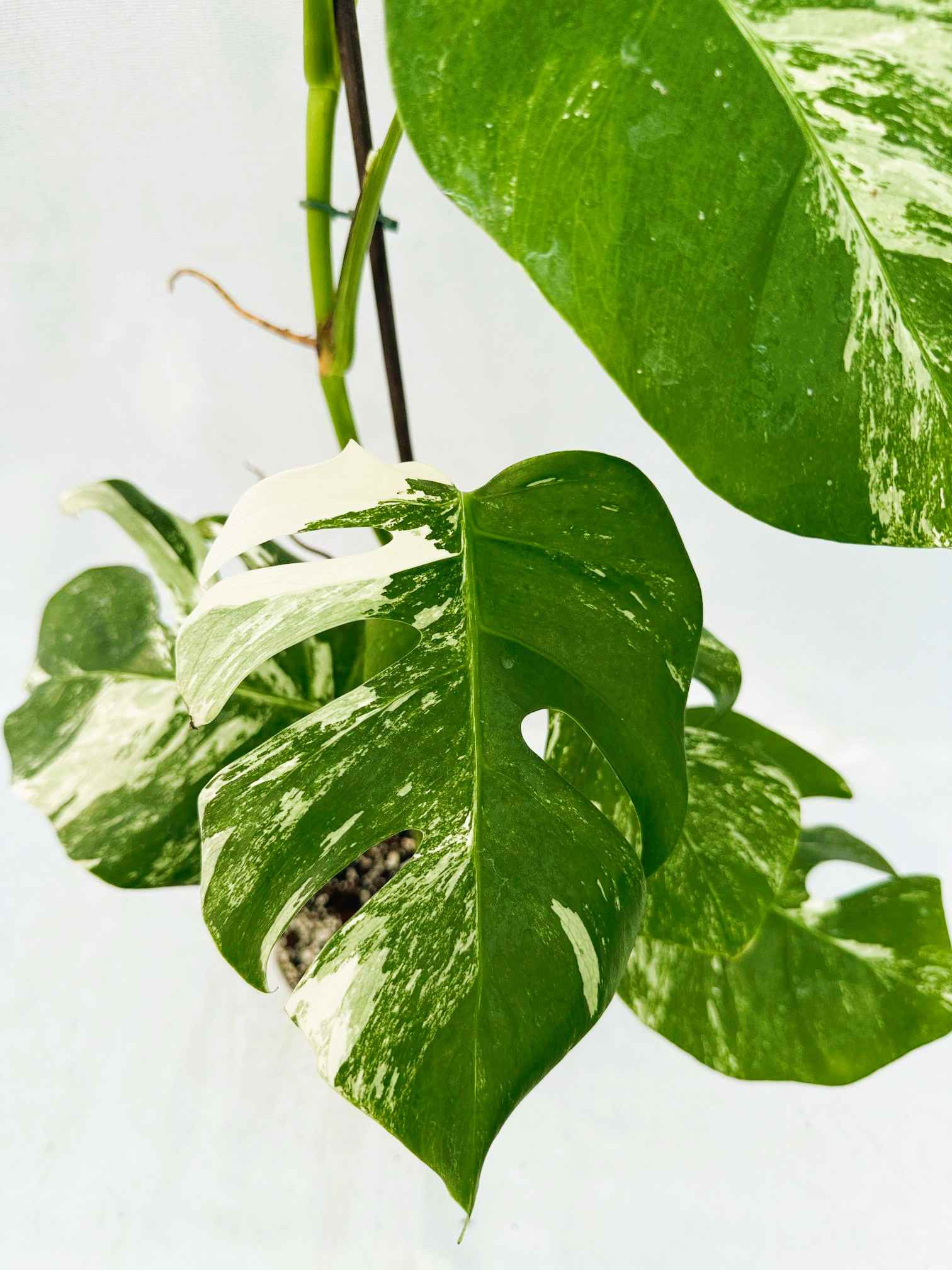 Monstera_Albo_Variegato25_10_7_11