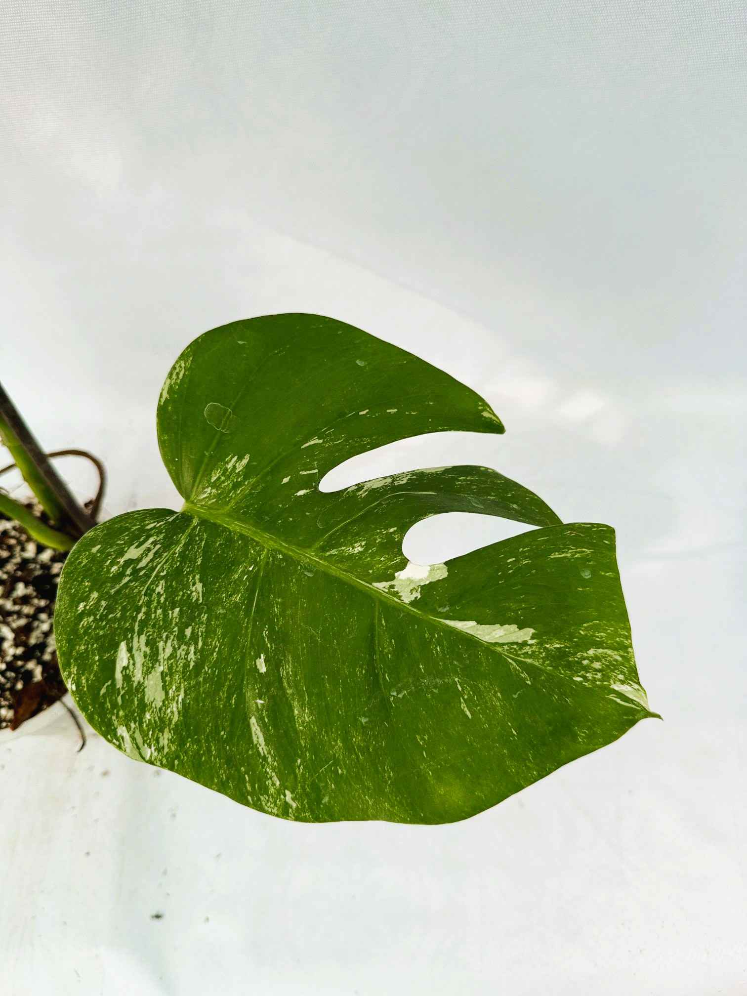 Monstera_Albo_Variegato25_10_7_11