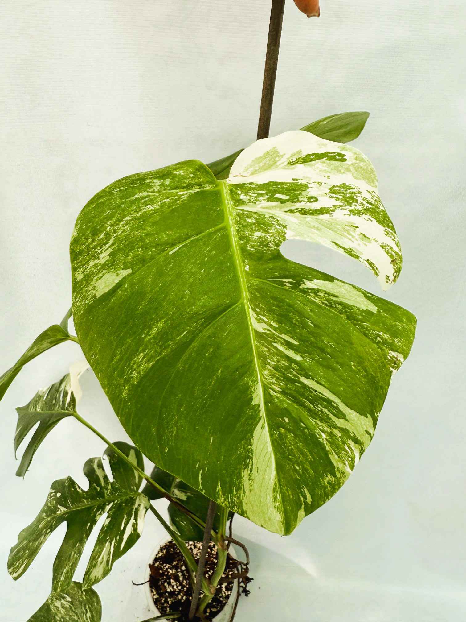 Monstera_Albo_Variegato25_10_7_11