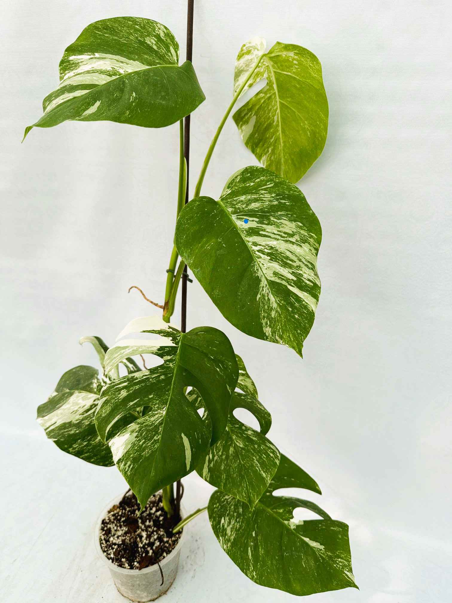 Monstera_Albo_Variegato25_10_7_11