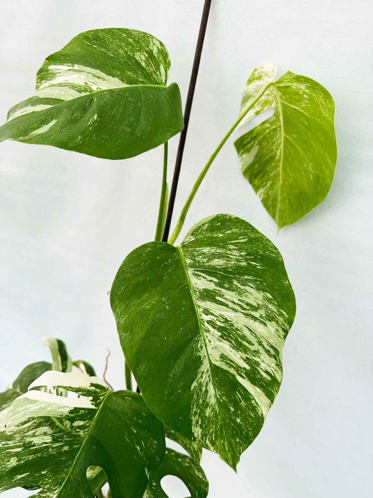 Monstera_Albo_Variegato25_10_7_11