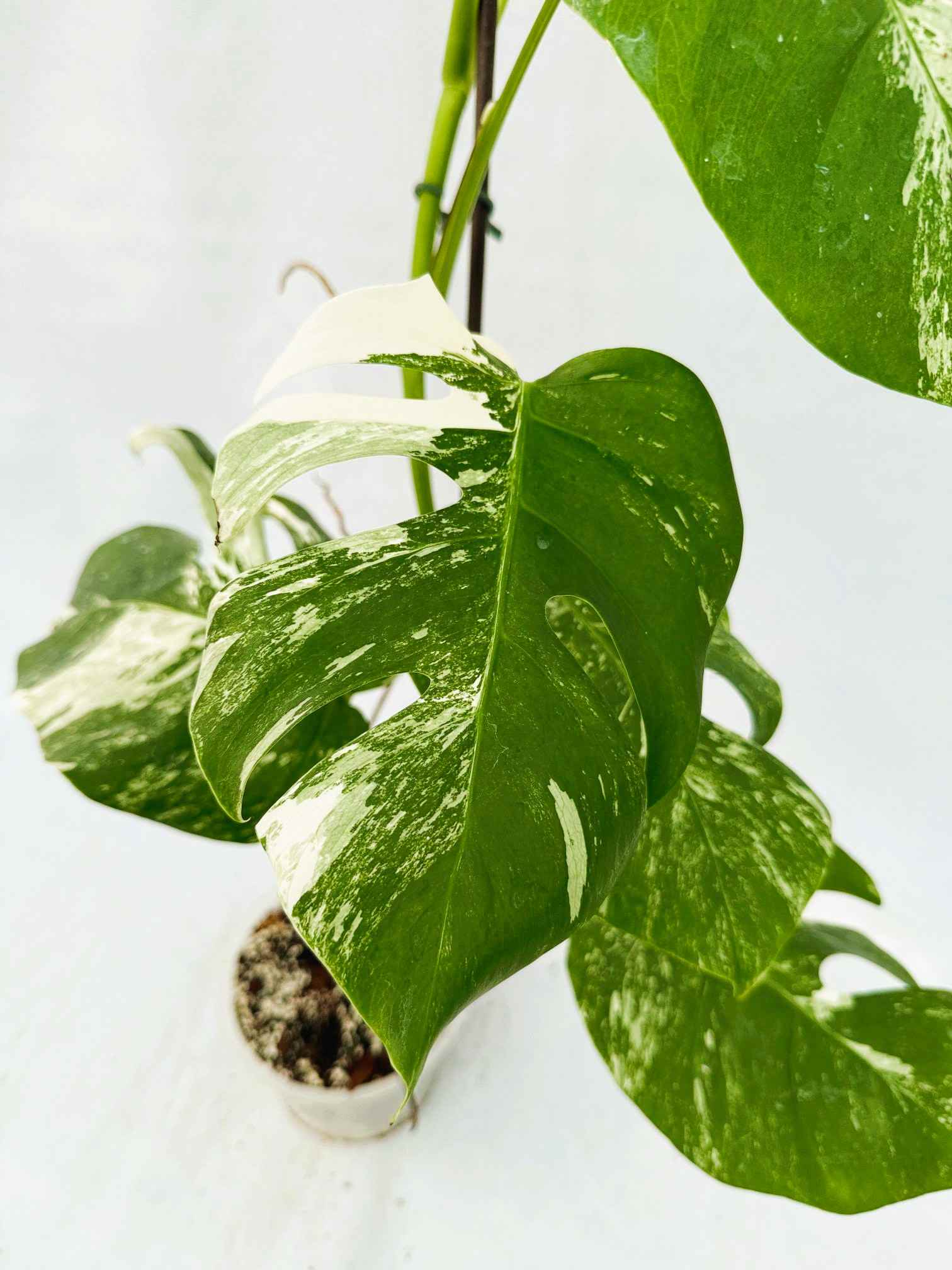 Monstera_Albo_Variegato25_10_7_11