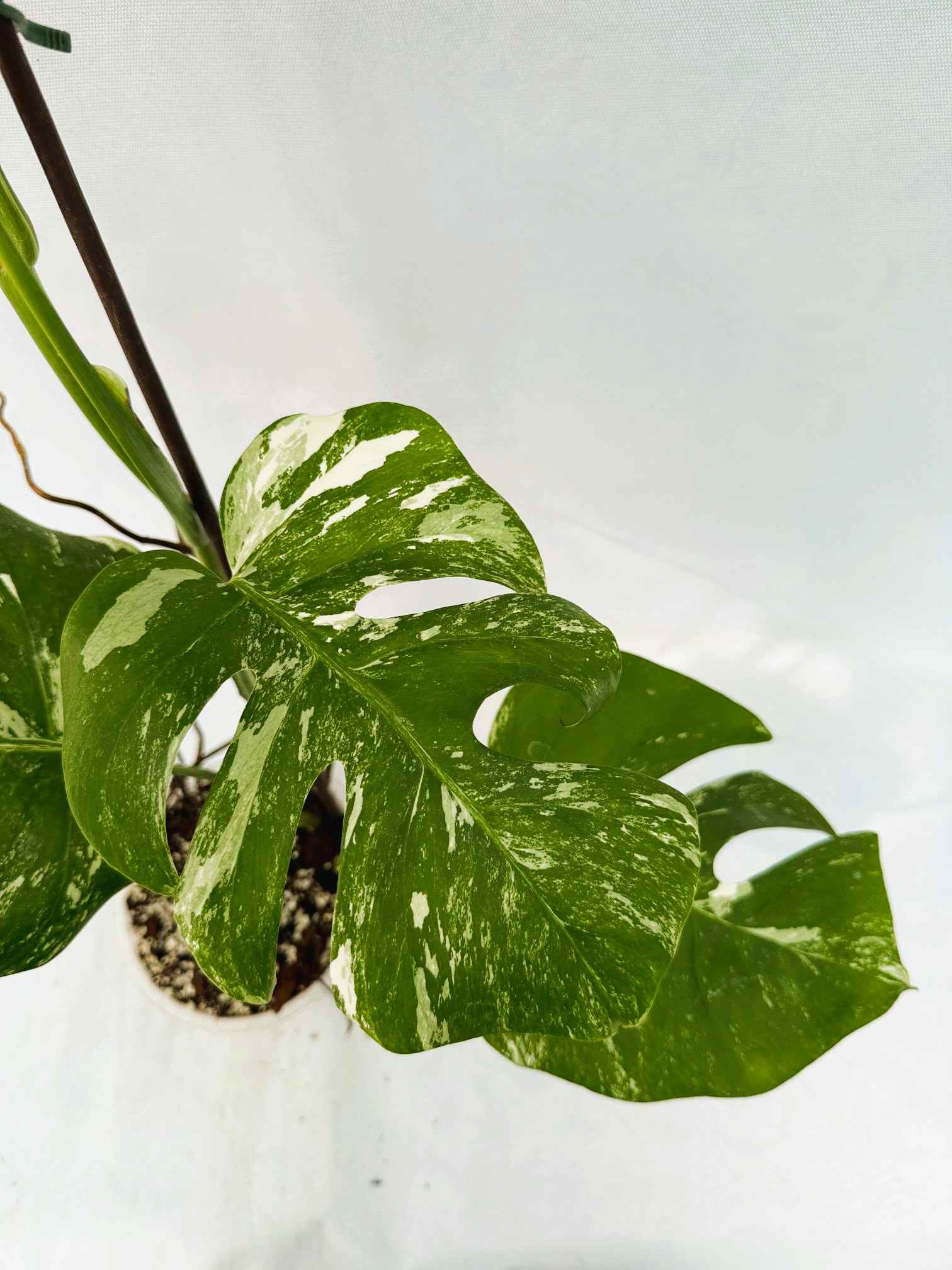 Monstera_Albo_Variegato25_10_7_11