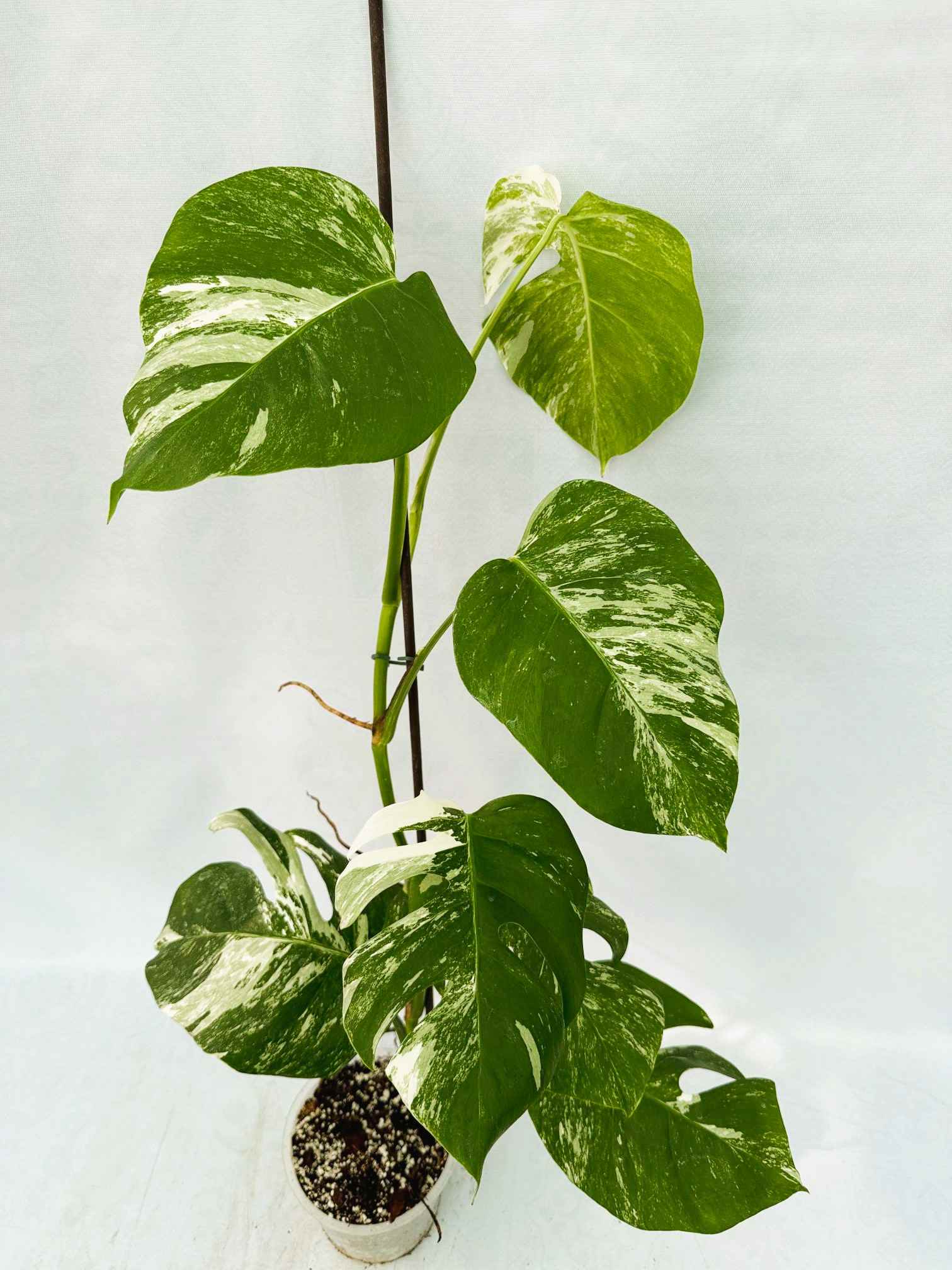 Monstera_Albo_Variegato25_10_7_11