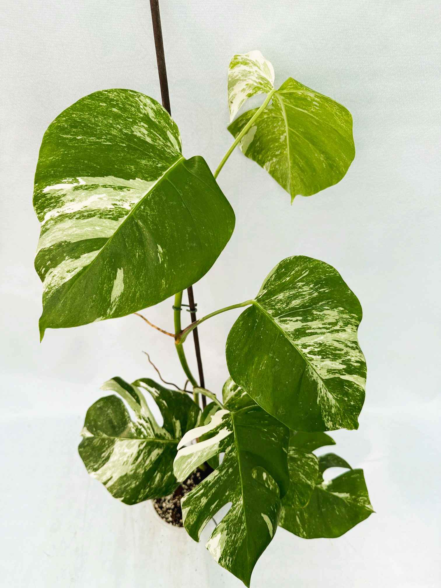 Monstera_Albo_Variegato25_10_7_11