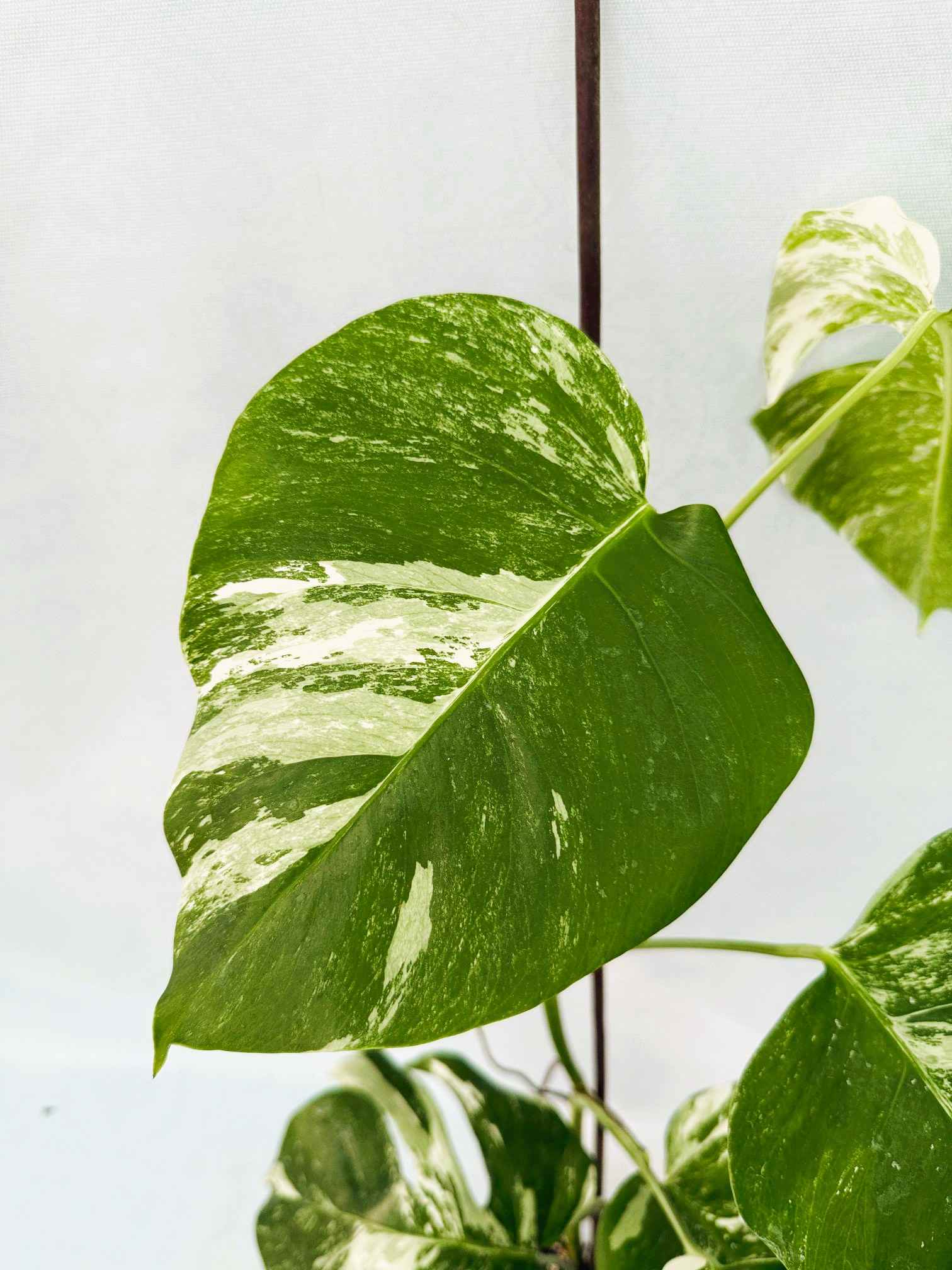 Monstera_Albo_Variegato25_10_7_11