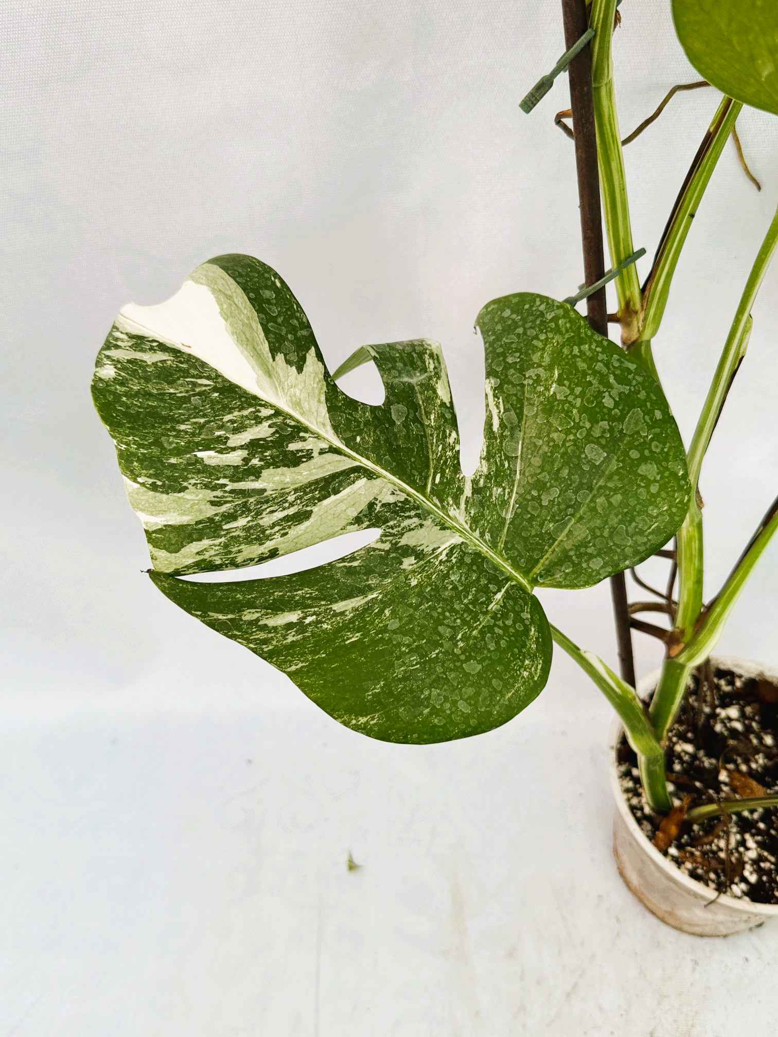 Monstera_Albo_Variegato25_10_7_12
