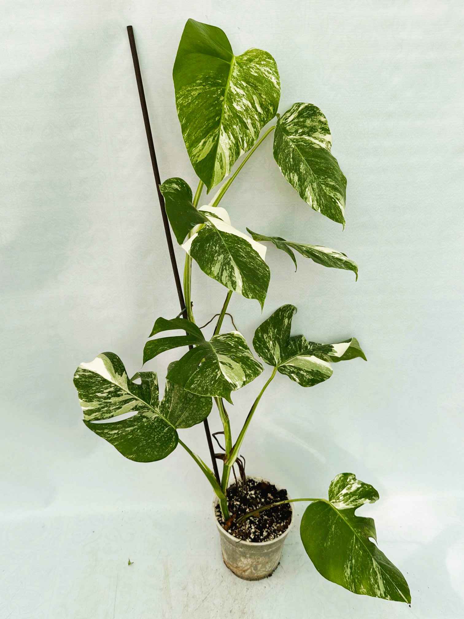 Monstera_Albo_Variegato25_10_7_12