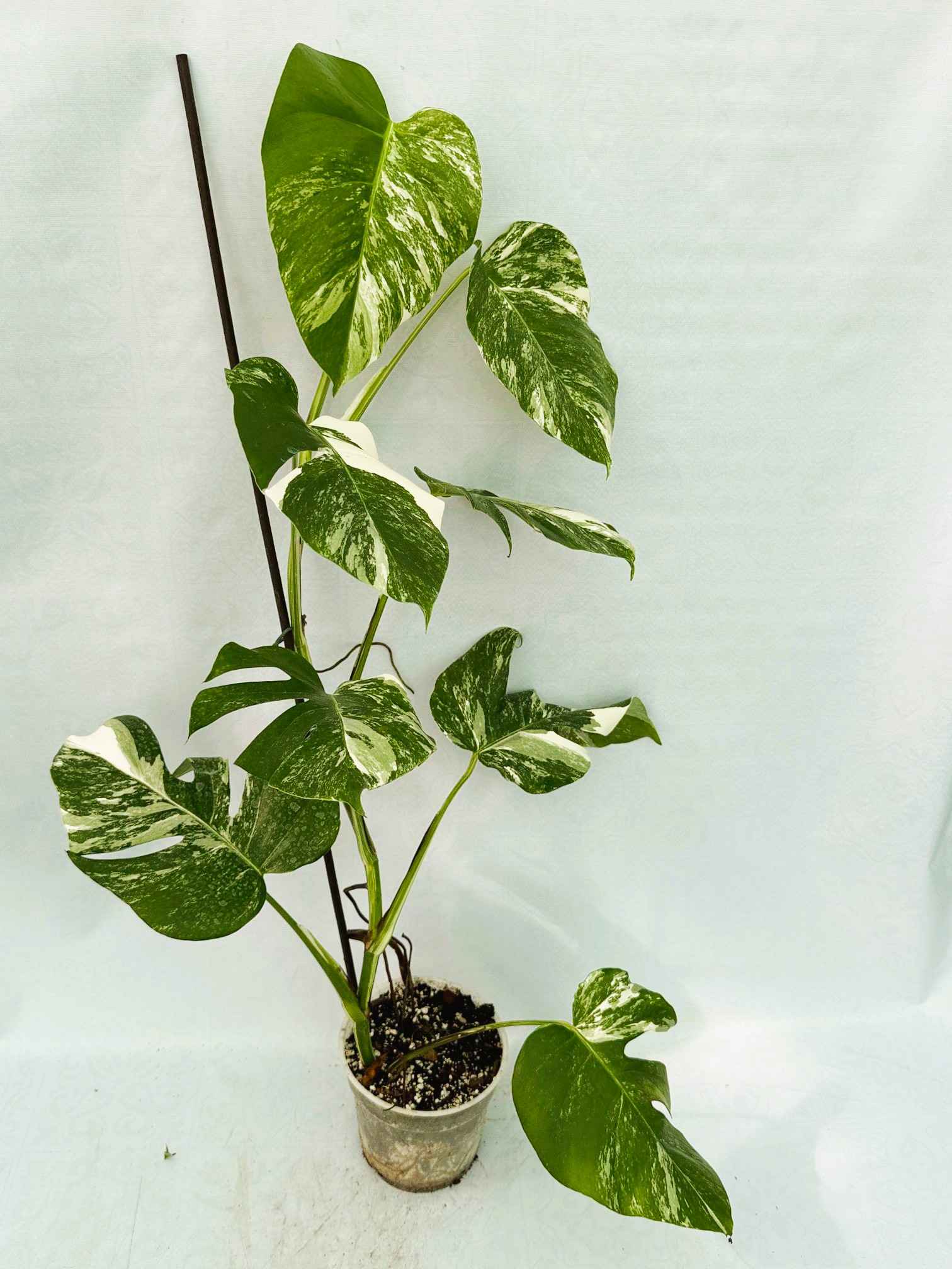 Monstera_Albo_Variegato25_10_7_12