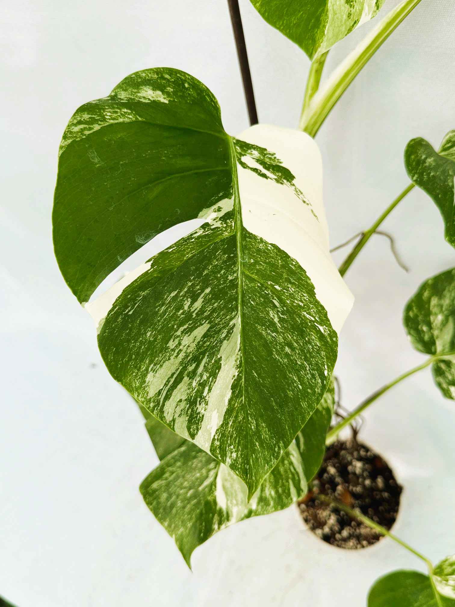 Monstera_Albo_Variegato25_10_7_12