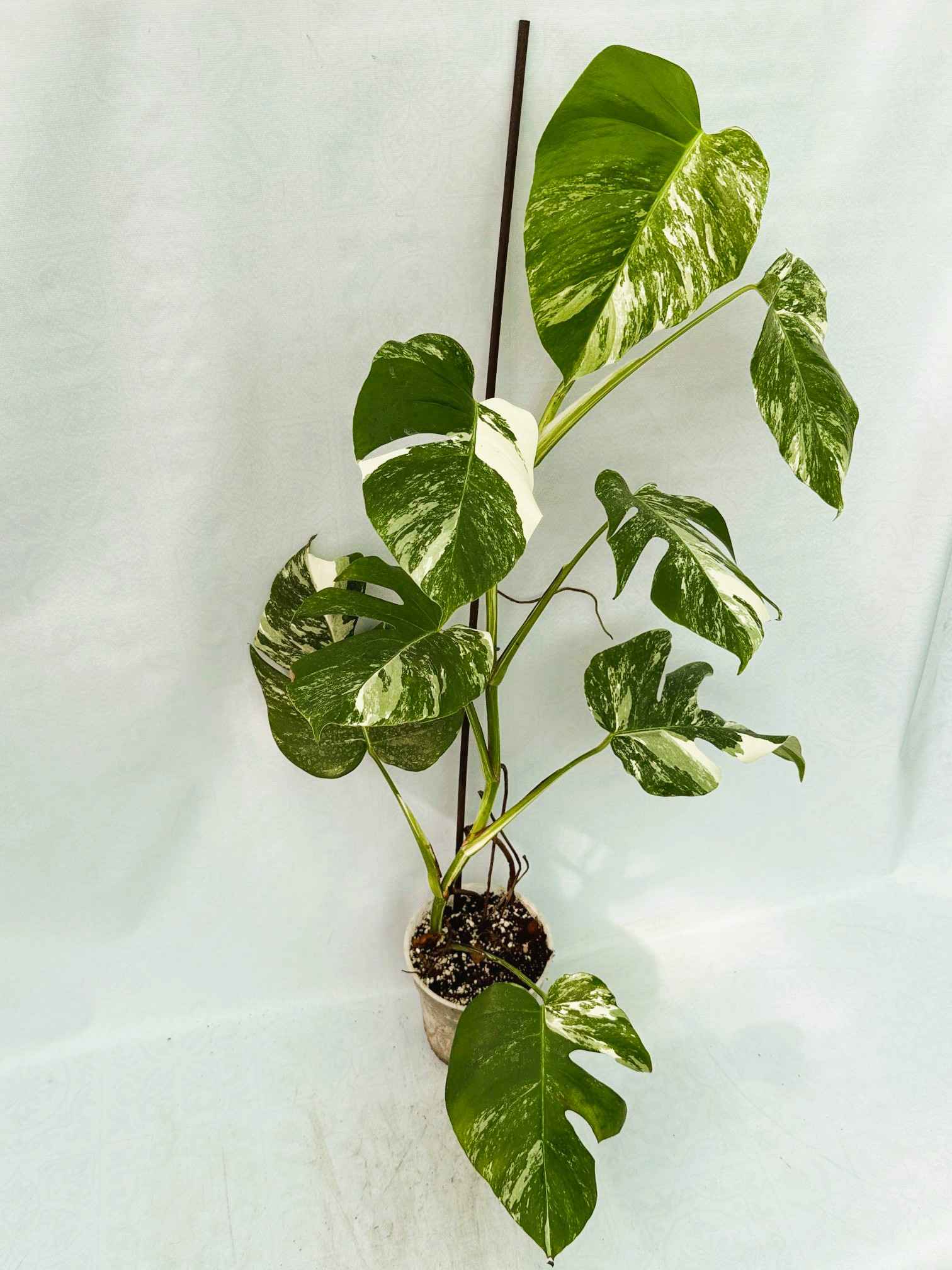 Monstera_Albo_Variegato25_10_7_12