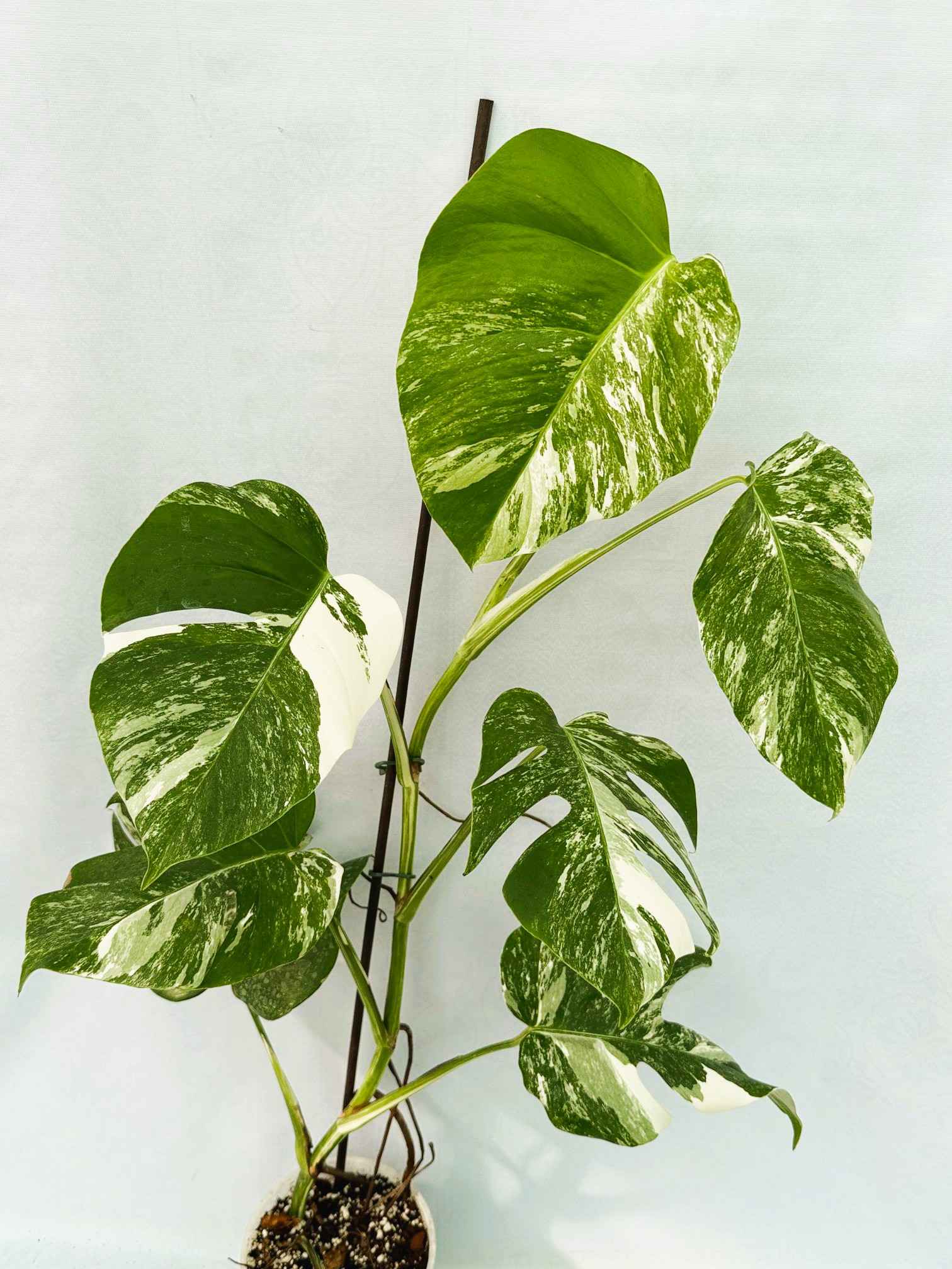 Monstera_Albo_Variegato25_10_7_12