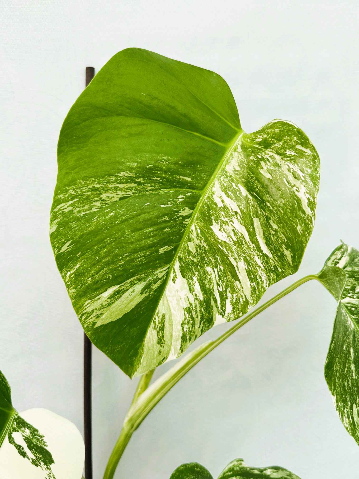 Monstera_Albo_Variegato25_10_7_12