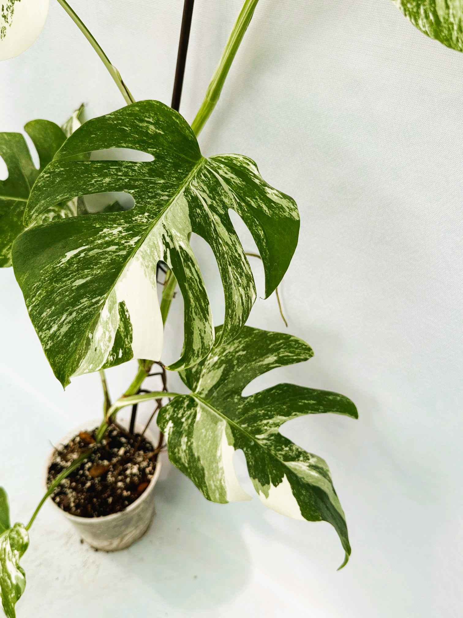 Monstera_Albo_Variegato25_10_7_12