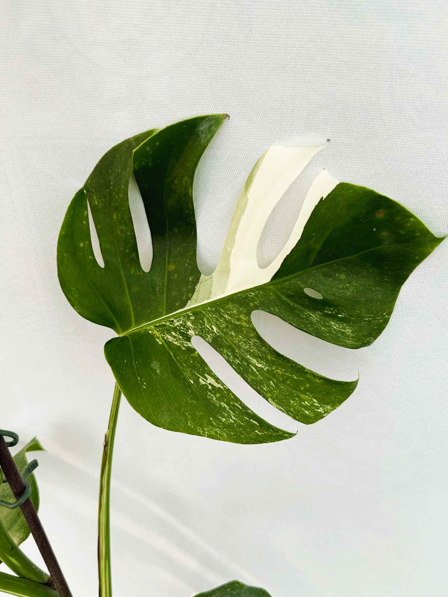 Monstera_Albo_Variegato25_10_7_13