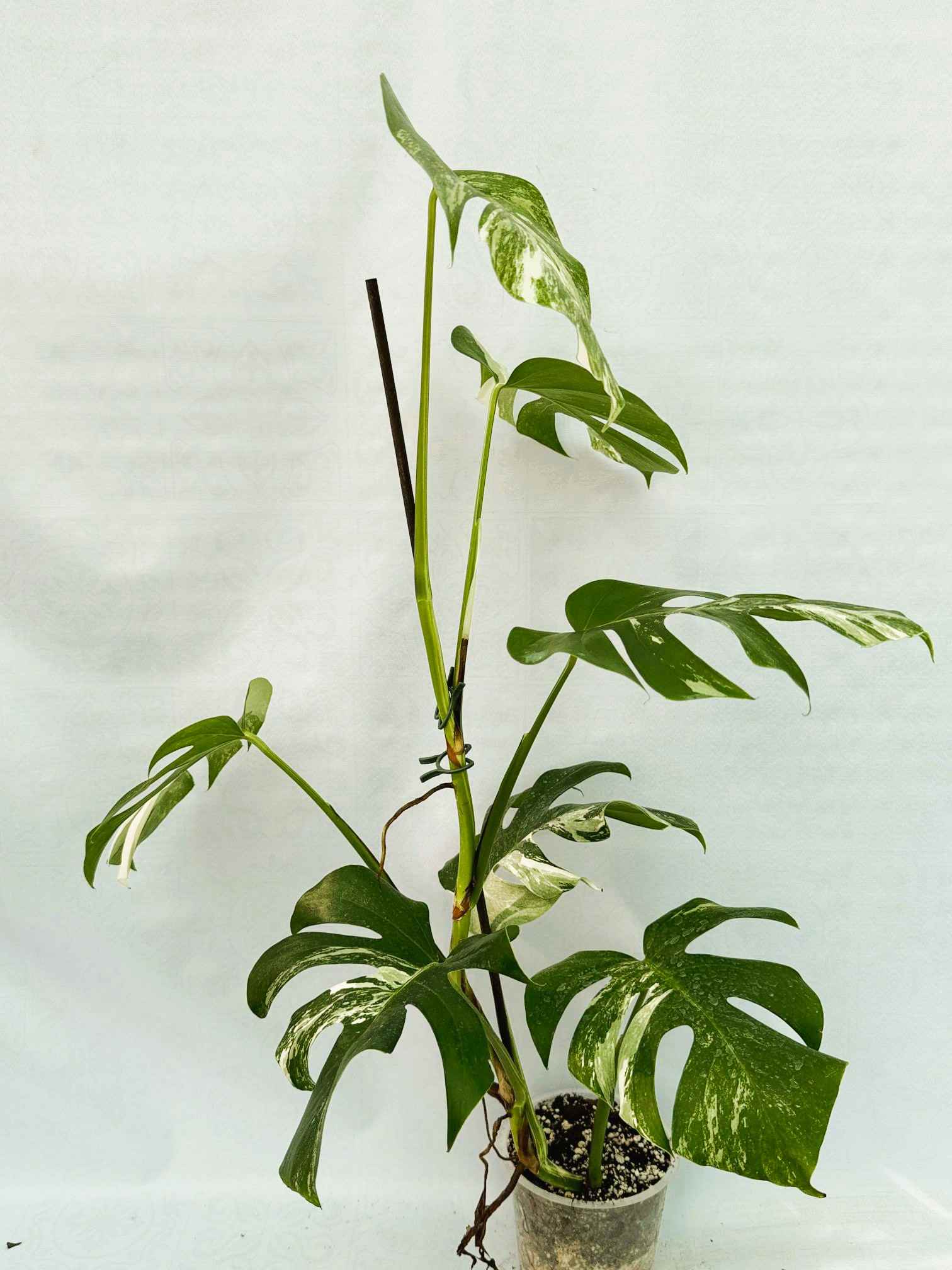 Monstera_Albo_Variegato25_10_7_13