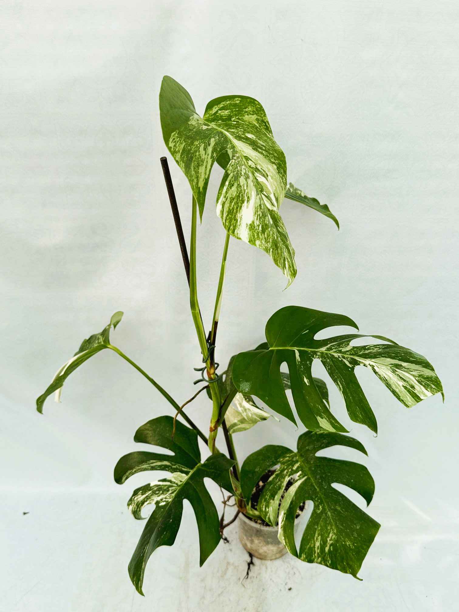 Monstera_Albo_Variegato25_10_7_13