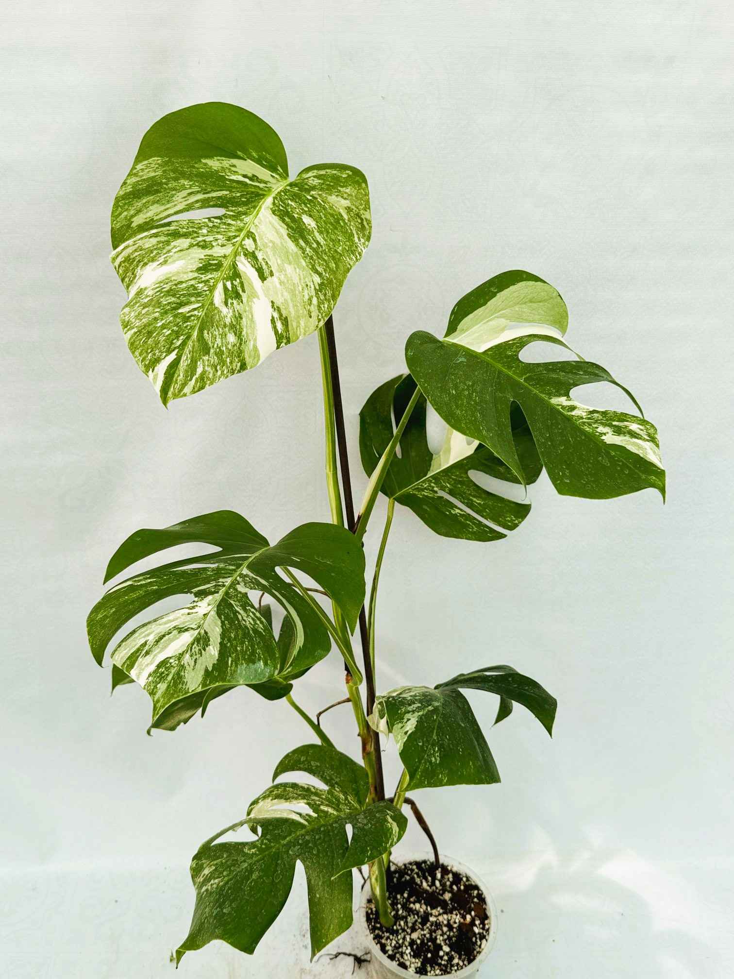 Monstera_Albo_Variegato25_10_7_13