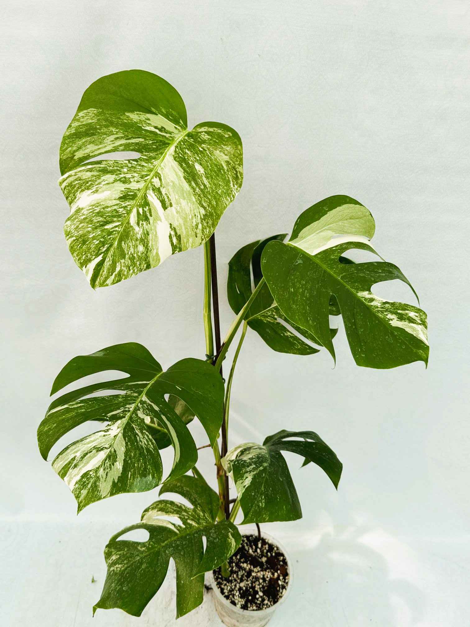 Monstera_Albo_Variegato25_10_7_13