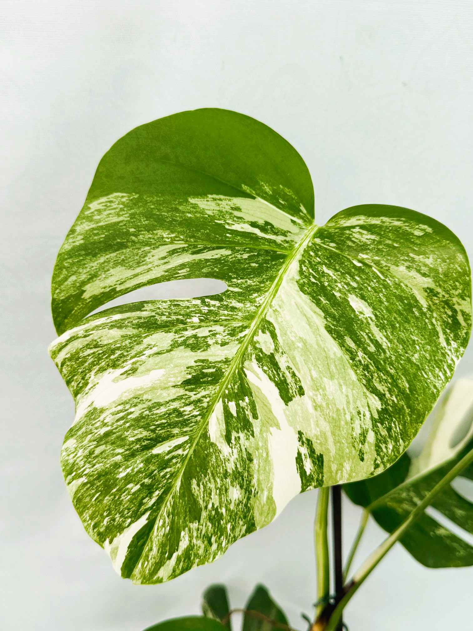 Monstera_Albo_Variegato25_10_7_13