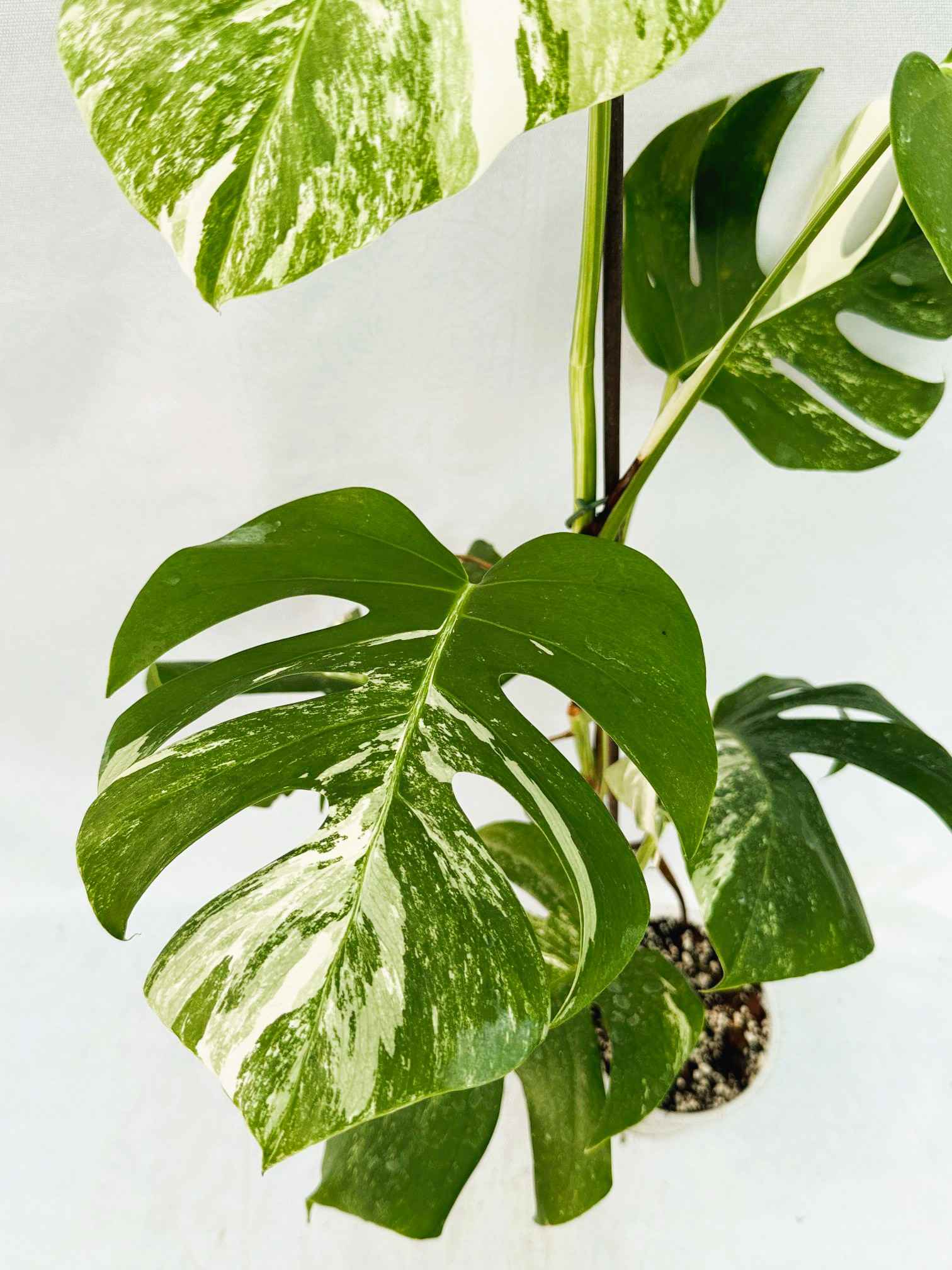 Monstera_Albo_Variegato25_10_7_13