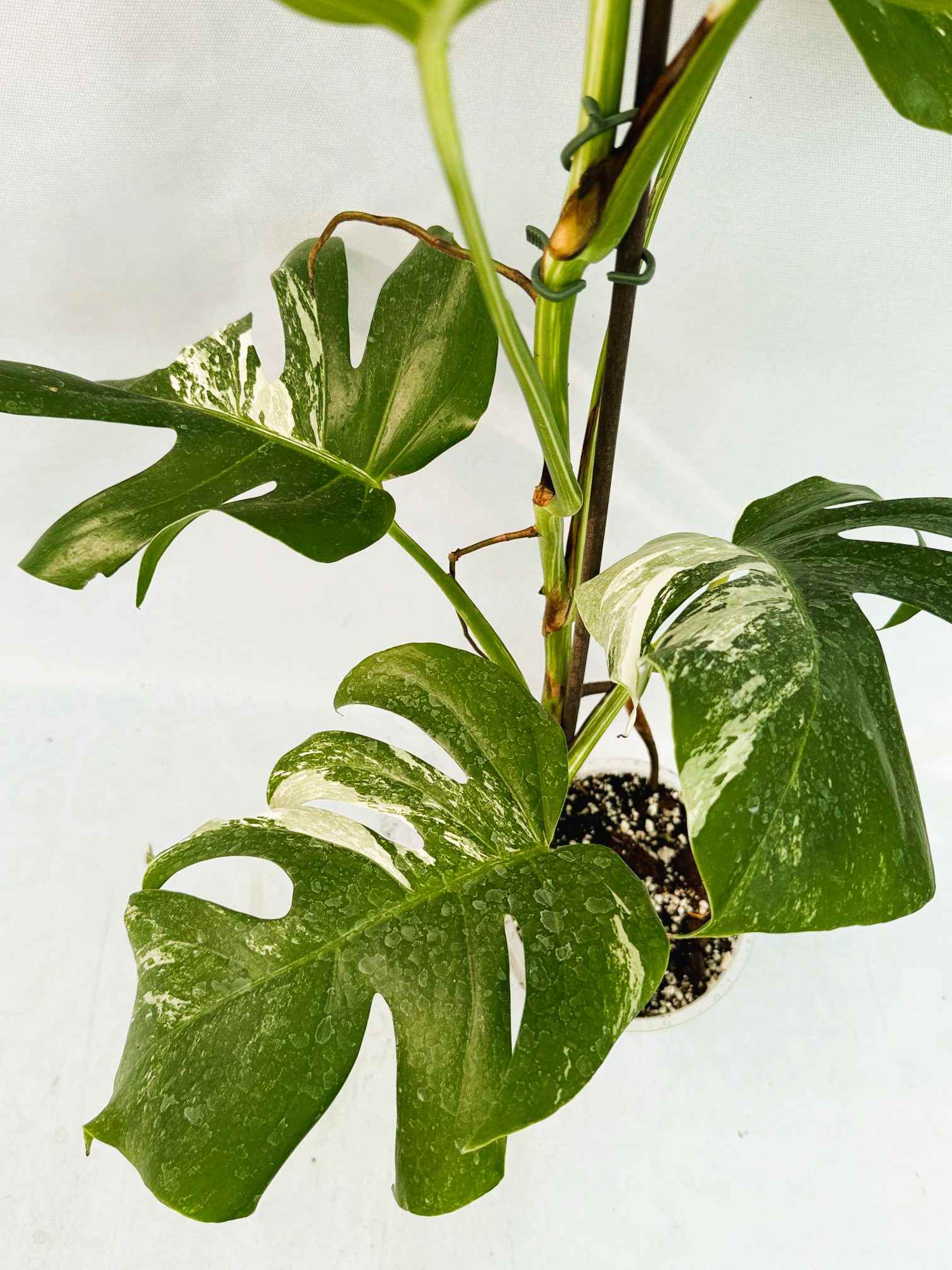 Monstera_Albo_Variegato25_10_7_13