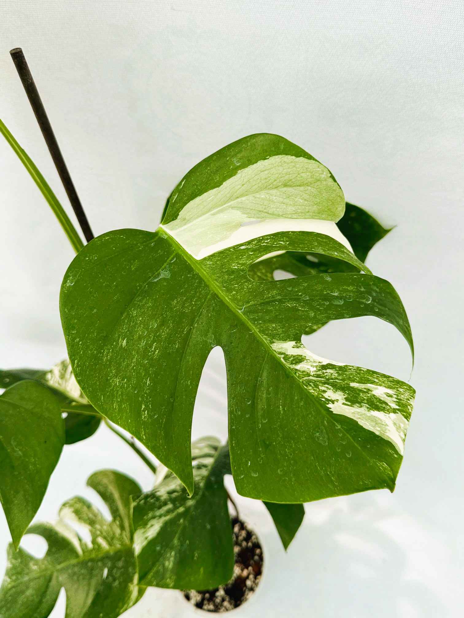 Monstera_Albo_Variegato25_10_7_13