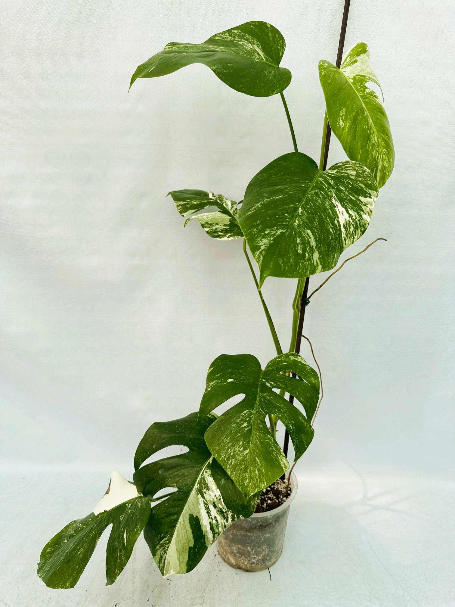 Monstera_Albo_Variegato25_10_7_9