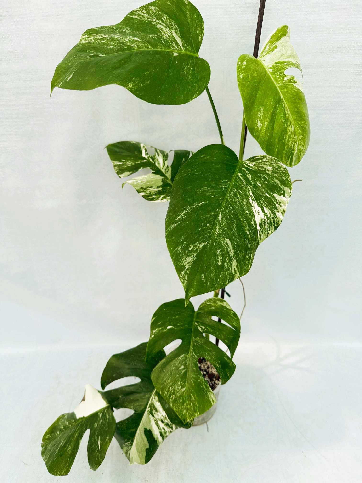 Monstera_Albo_Variegato25_10_7_9