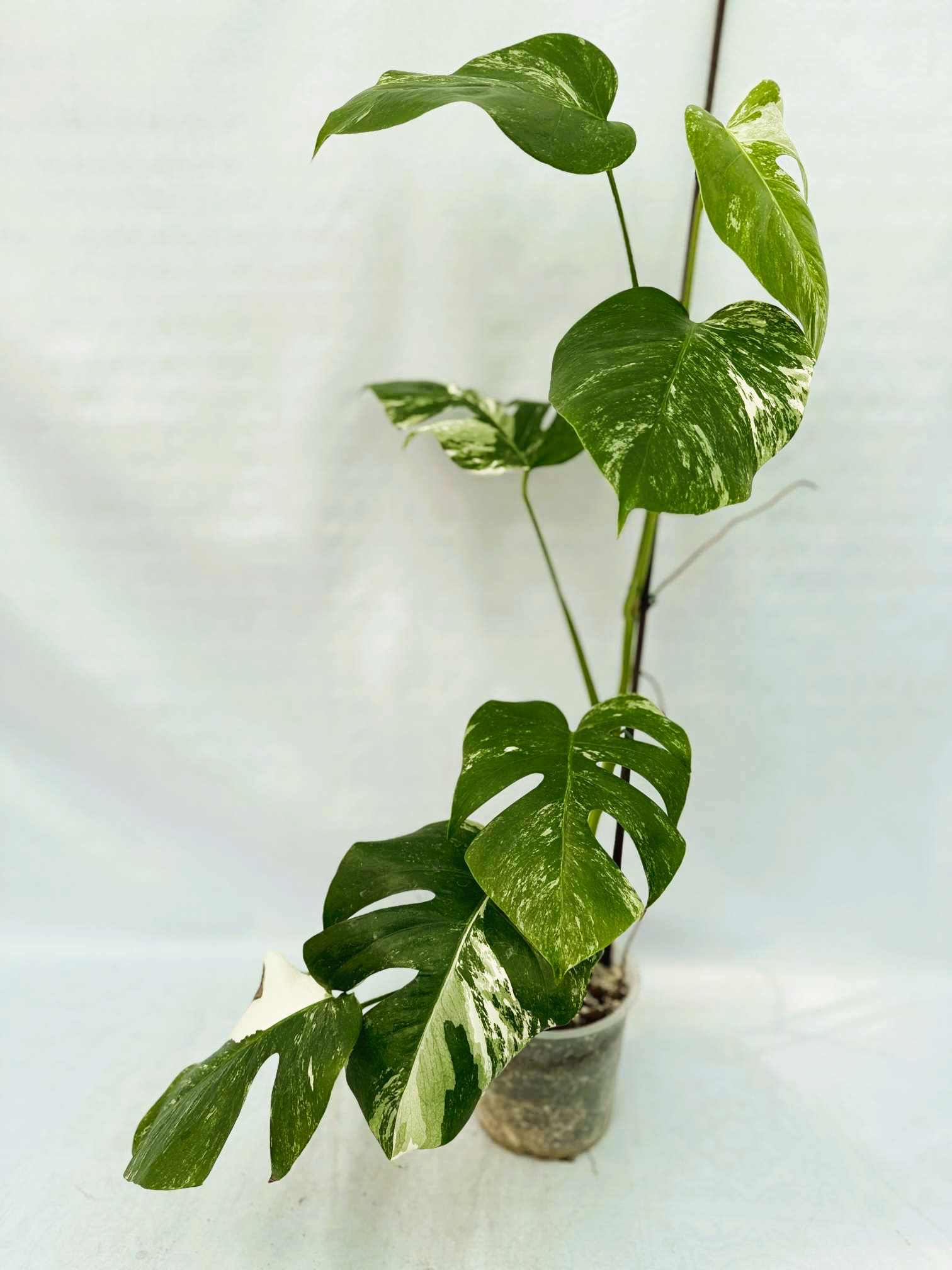 Monstera_Albo_Variegato25_10_7_9
