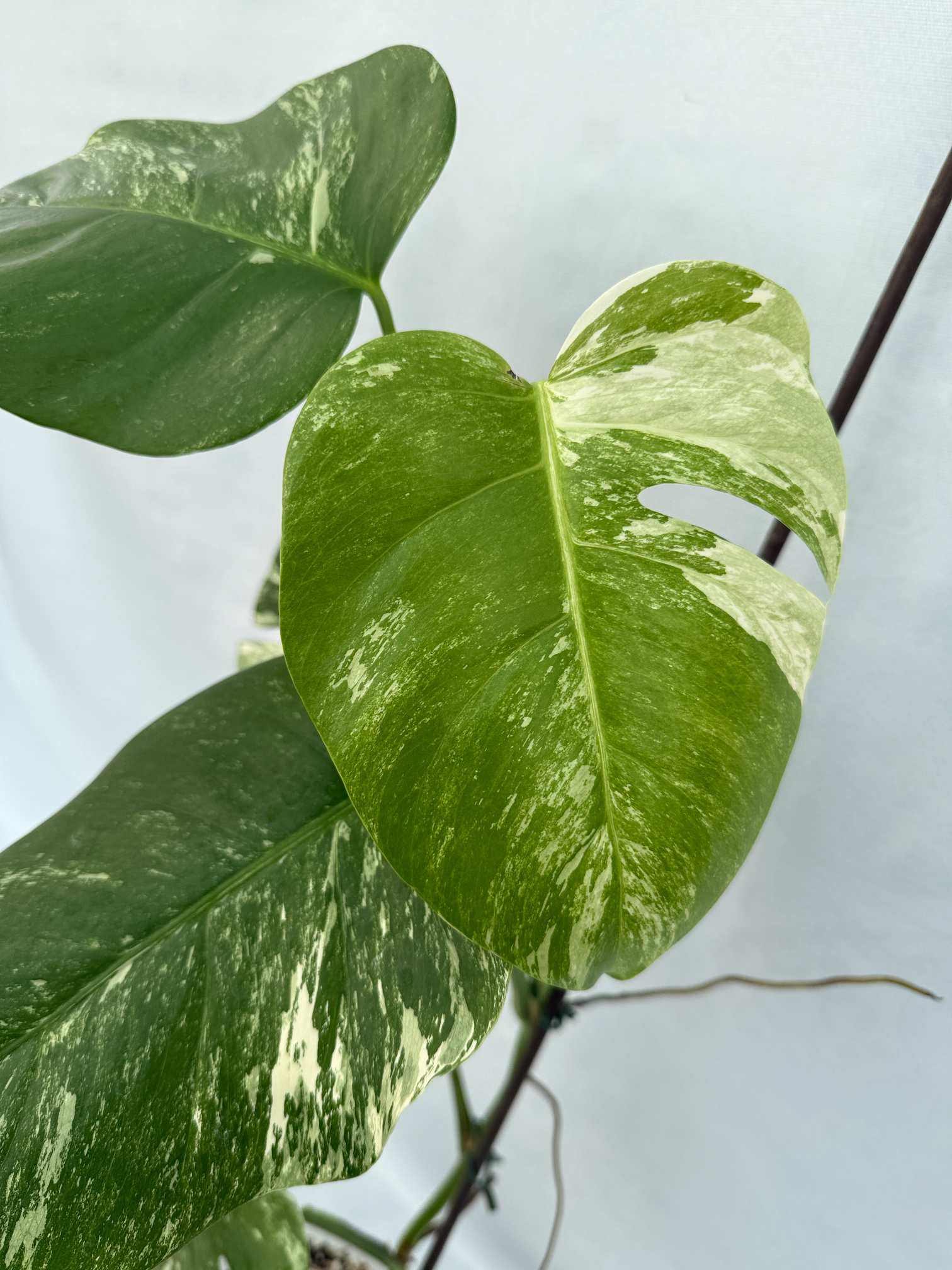 Monstera_Albo_Variegato25_10_7_9