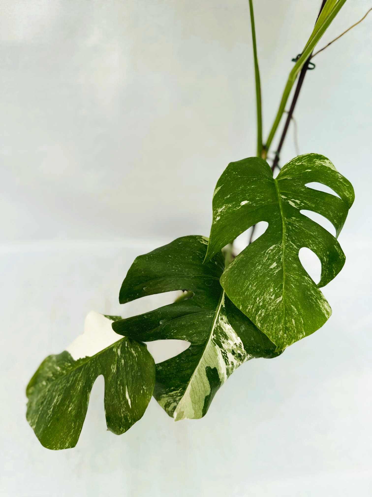 Monstera_Albo_Variegato25_10_7_9