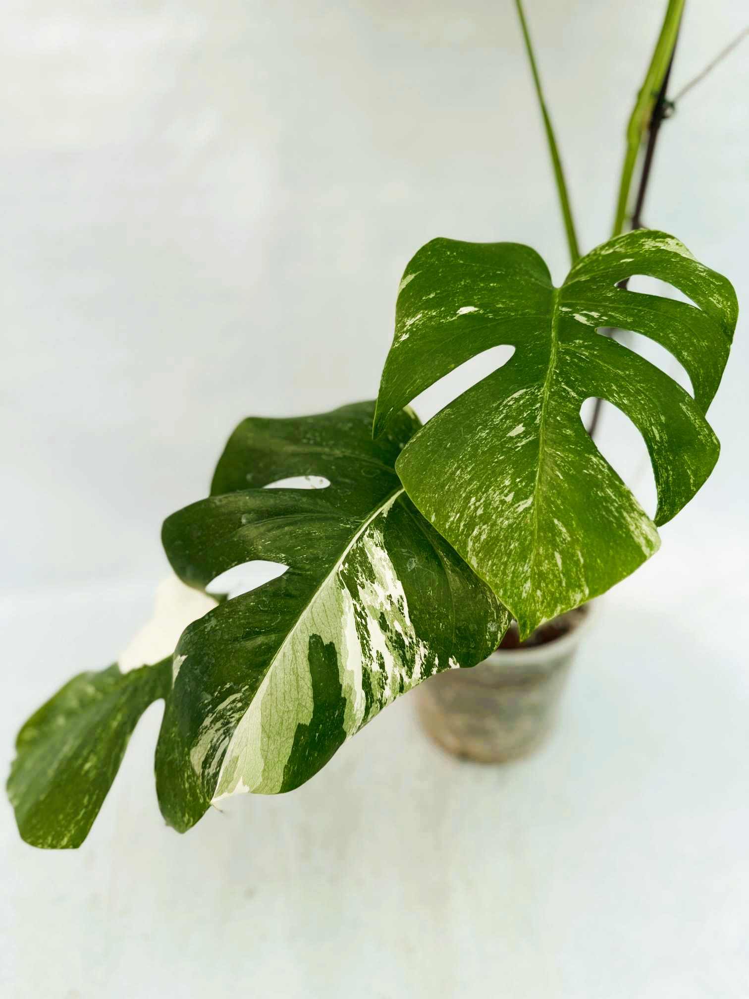 Monstera_Albo_Variegato25_10_7_9