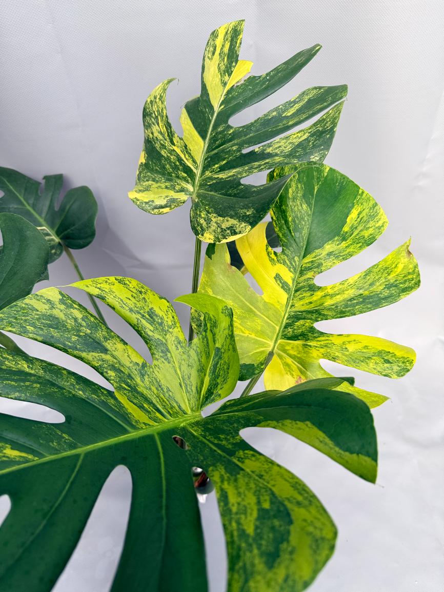 Monstera Variegata Aurea 07