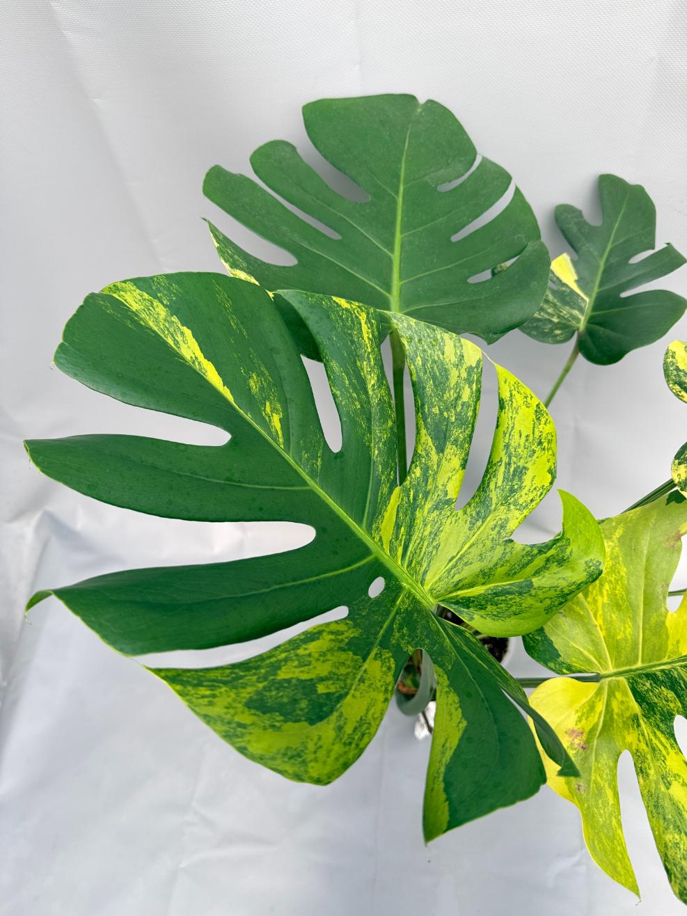 Monstera Variegata Aurea 08