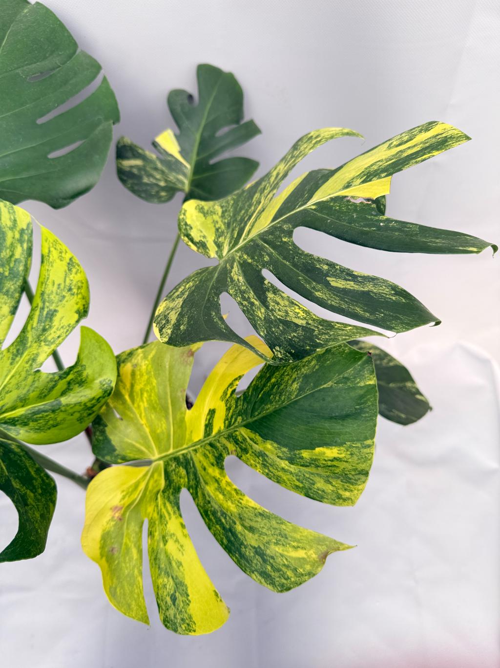 Monstera Variegata Aurea 09