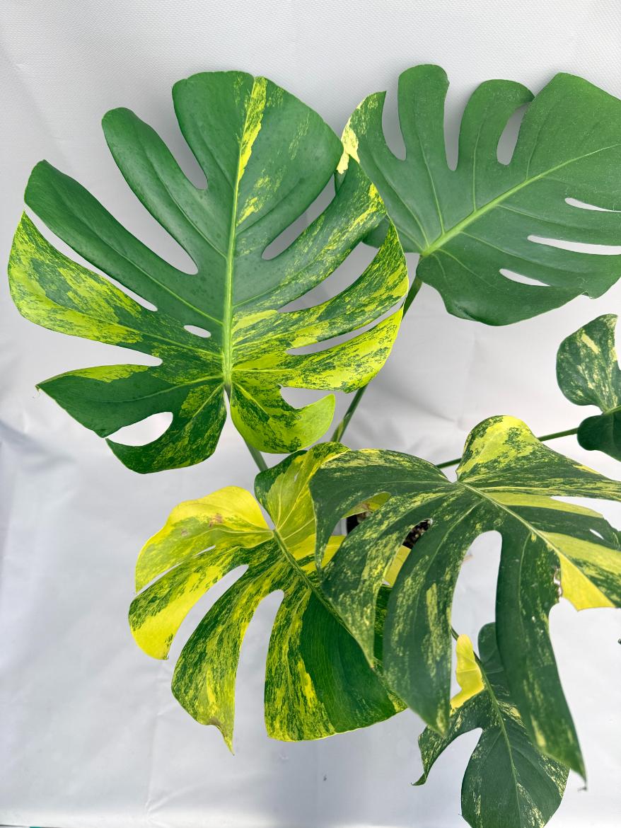 Monstera Variegata Aurea 10