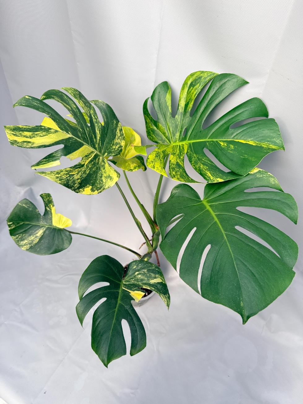 Monstera Variegata Aurea 01