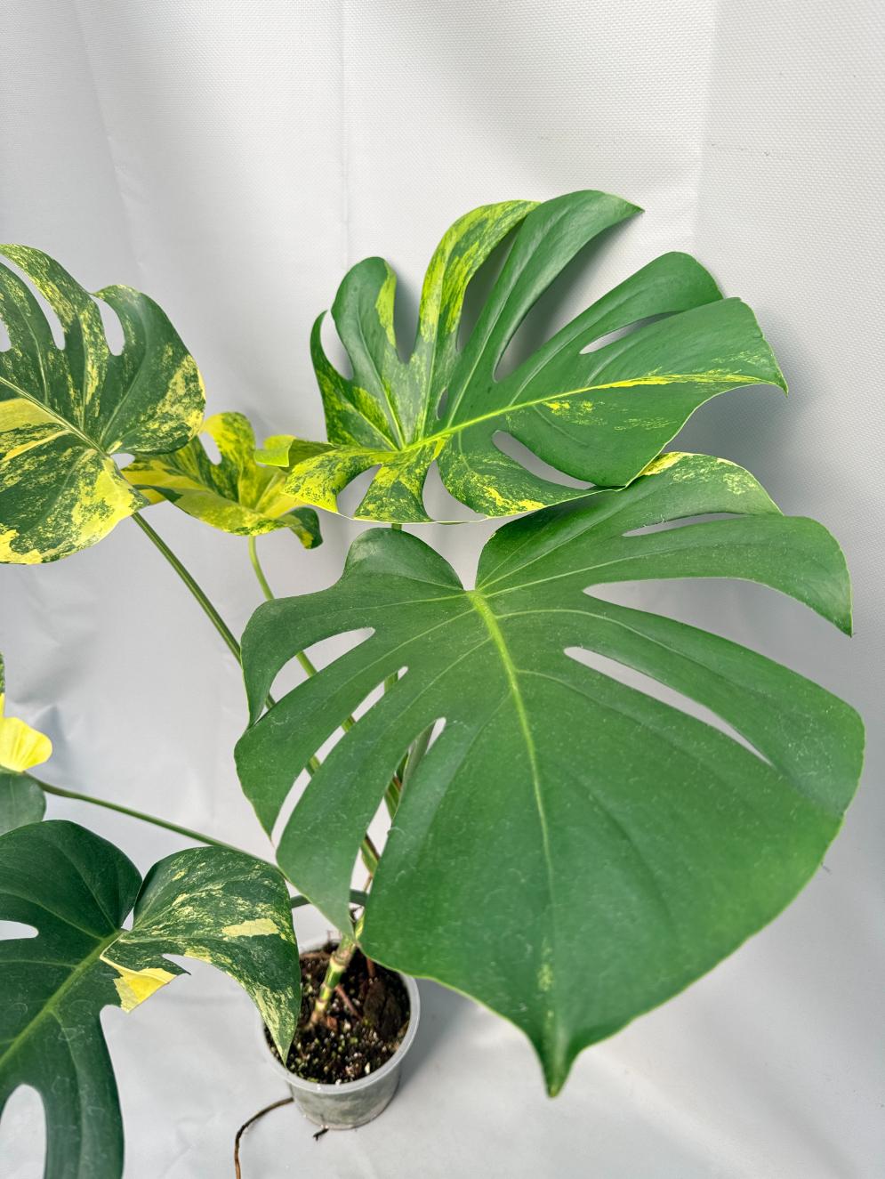 Monstera Variegata Aurea 02