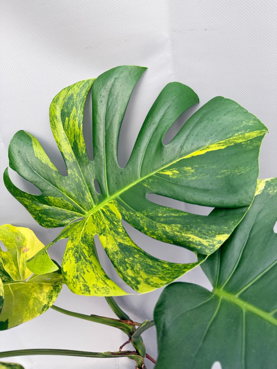 Monstera Variegata Aurea 03