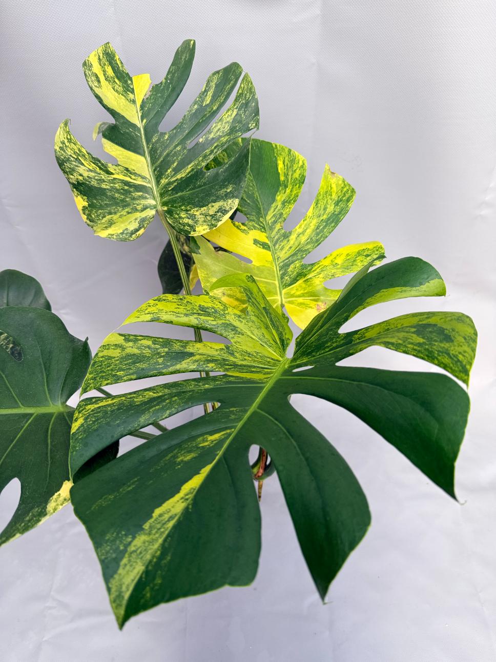 Monstera Variegata Aurea 04