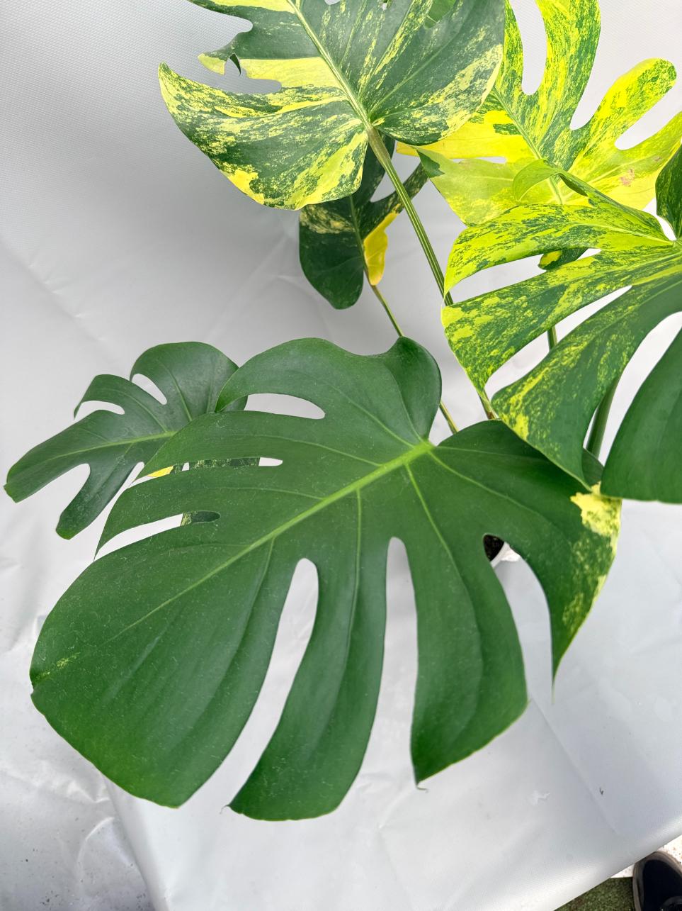 Monstera Variegata Aurea 05