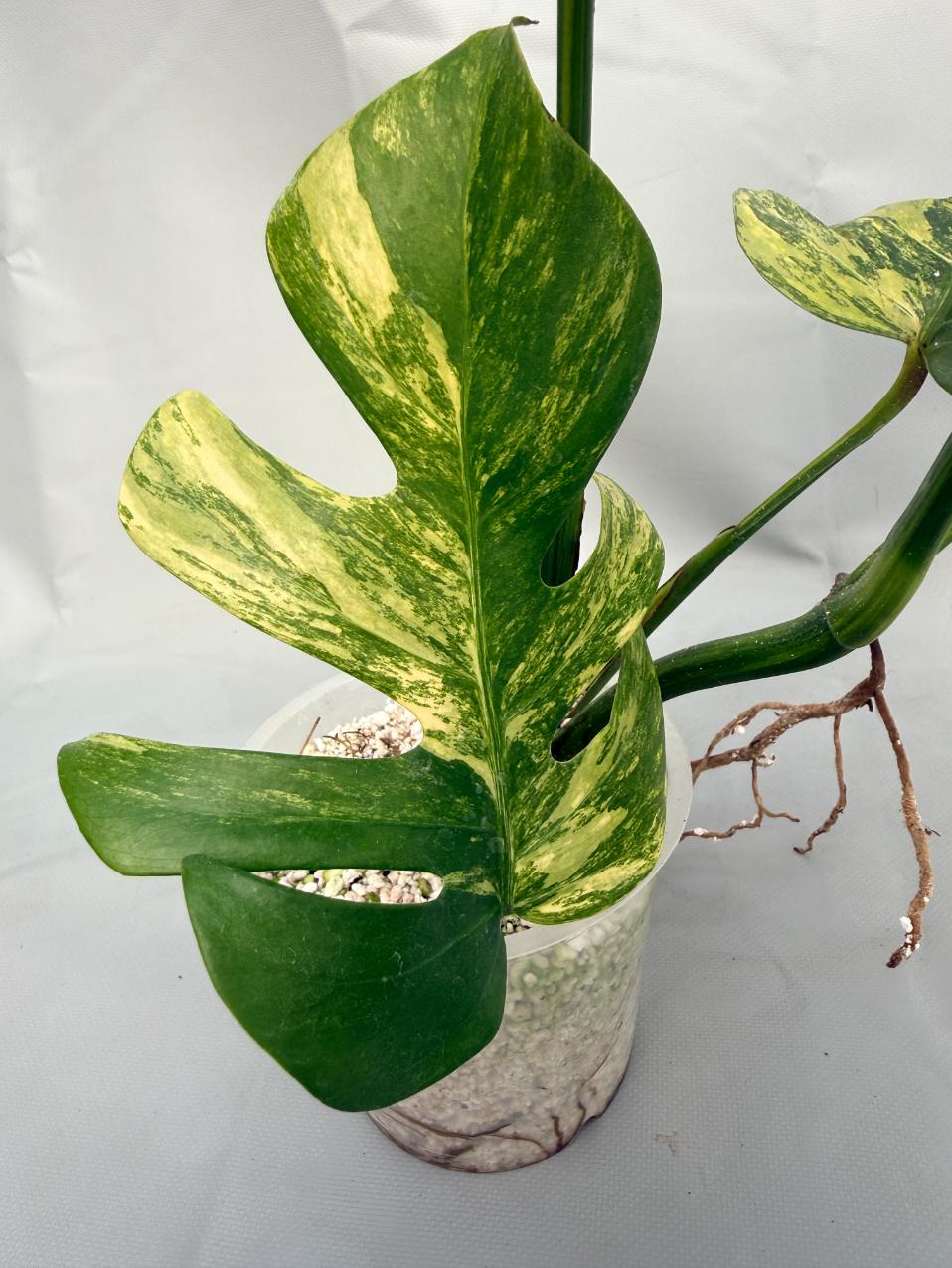 Monstera Variegata Aurea 07