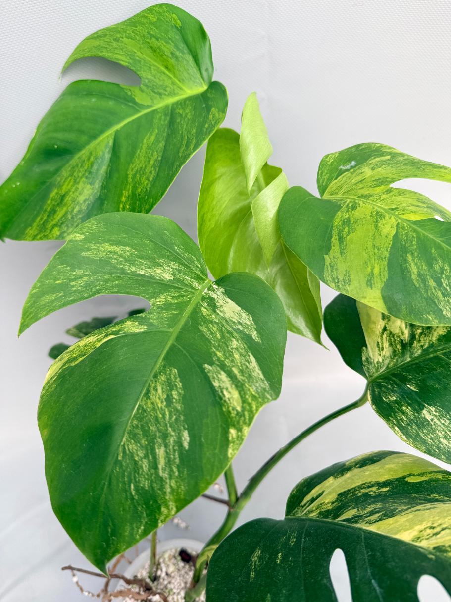 Monstera Variegata Aurea 08