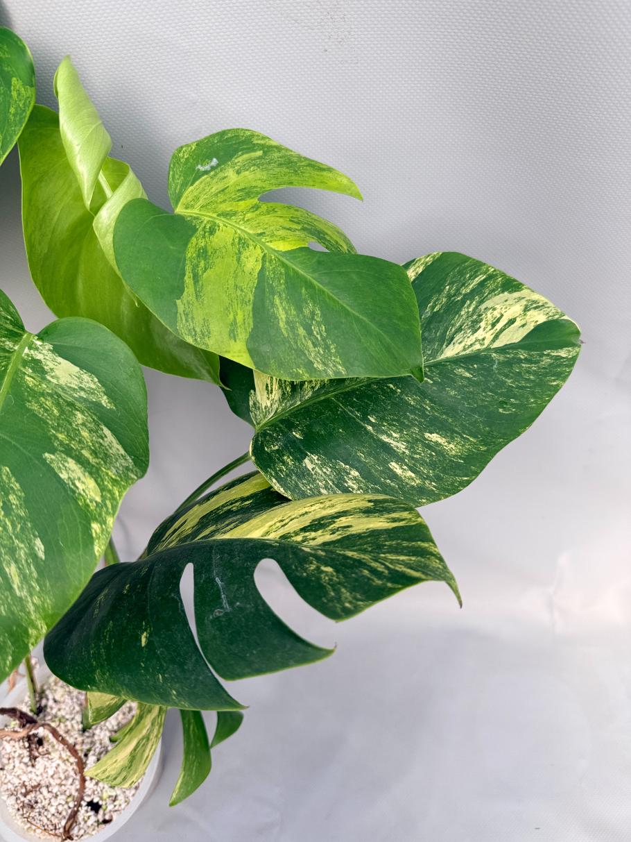Monstera Variegata Aurea 09